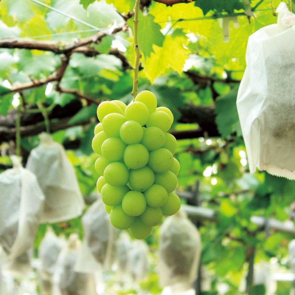 【ギフトカード】AOYAMA COLLECTION (高級ラインナップ50点以上掲載)