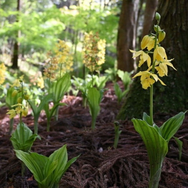 【医薬部外品】薬用エビネン（永美然）100ml