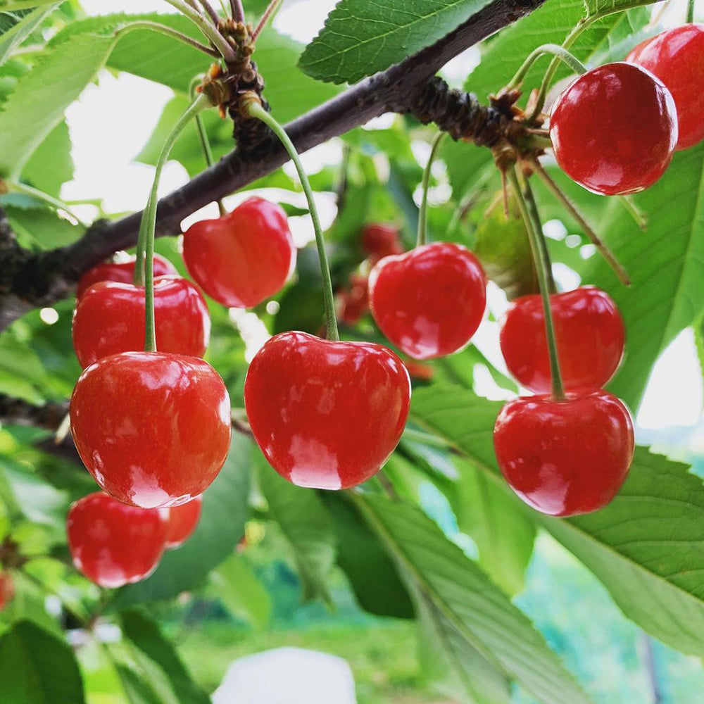 JAてんどうフーズ ラ・フランスジュース100% 160g【30缶(1ケース)】