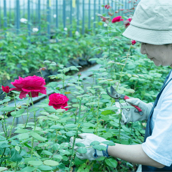 食べられるバラ農園 ROSE LABO ローズブースターセラム30ml