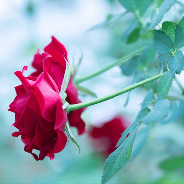 食べられるバラ農園 ROSE LABO スキンケアサンプルセット