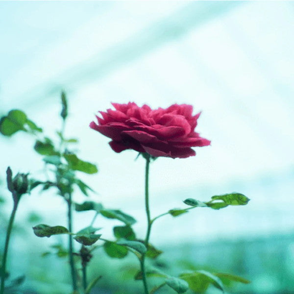 食べられるバラ農園 ROSE LABO スキンケアサンプルセット