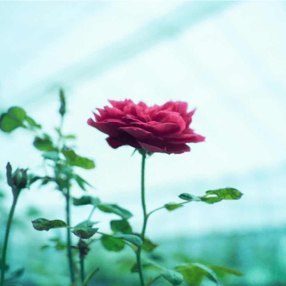 【ギフトカード】食べられるバラ農園 ROSE LABO ローズアロマ バスソルト