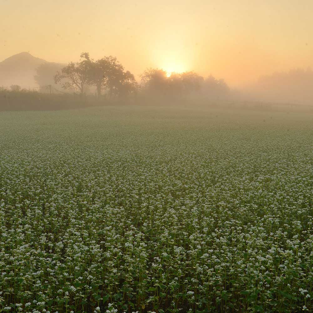 夜久野かすみ　そば三昧セットＡ 【乾麺・霧ノ蕎麦茶・玄そばご飯の素】