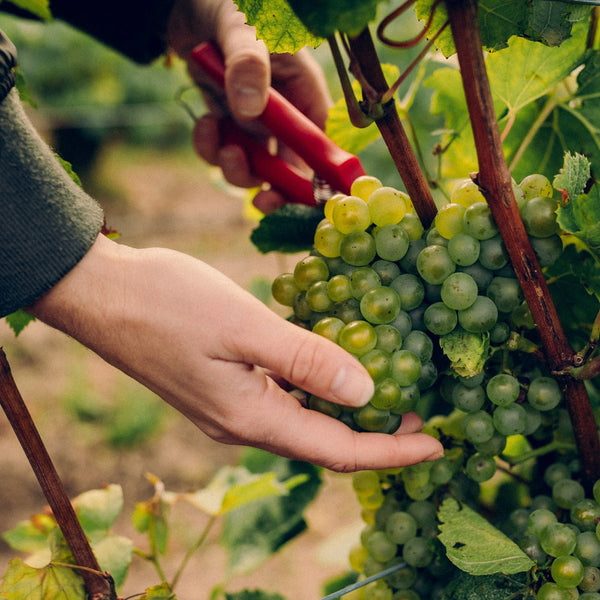 モエ・エ・シャンドン グラン ヴィンテージ ロゼ 2016 箱入 750ml　4本