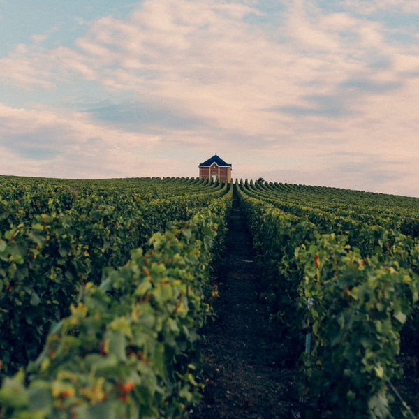 モエ・エ・シャンドン グラン ヴィンテージ  2016 箱入 750ml　12本