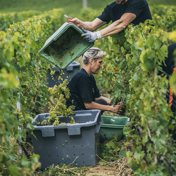 モエ・エ・シャンドン　ロゼ アンぺリアル 750ml　箱付 6本