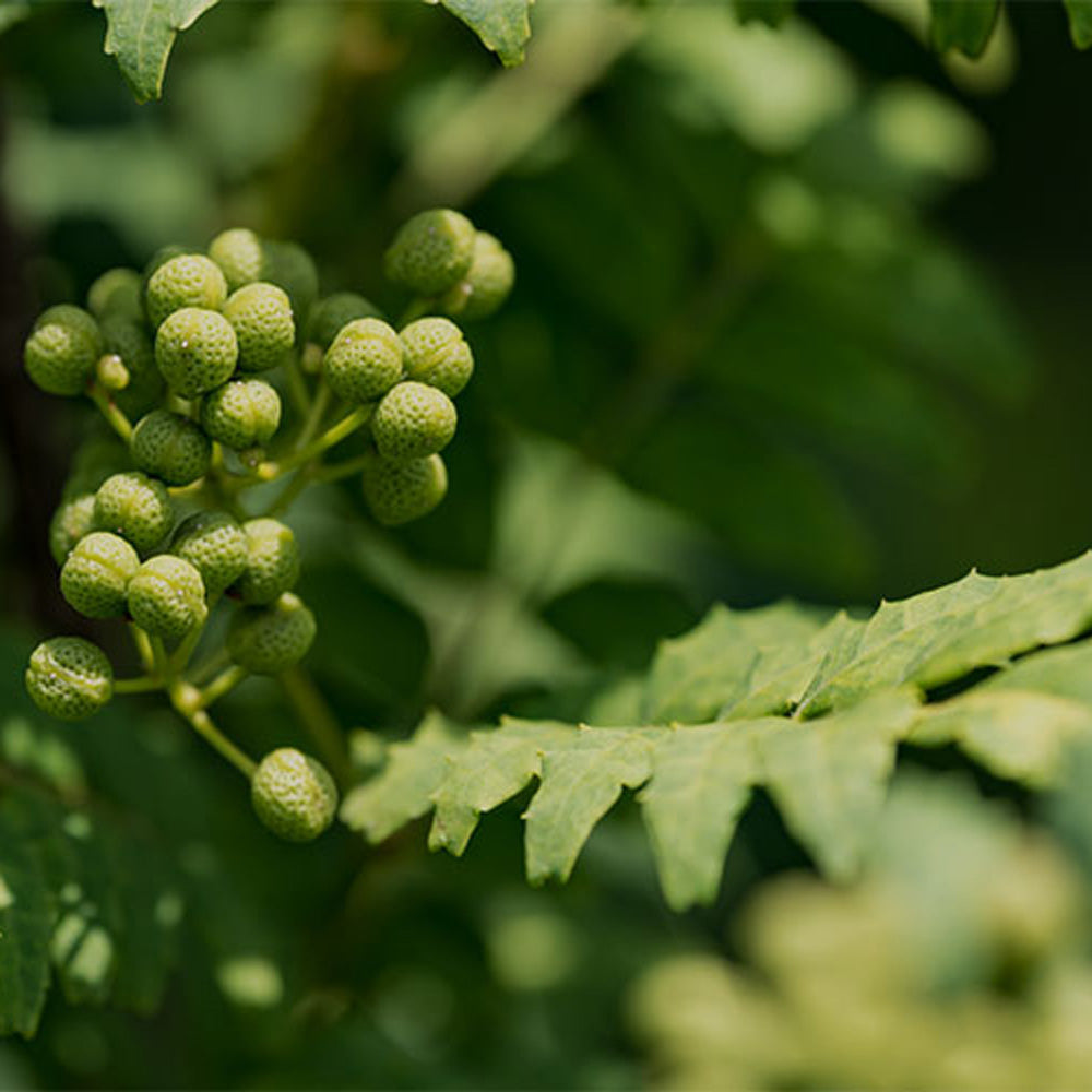 【ギフトカード】山梨発クラフトビール 馨和KAGUA(カグア)Saison 6本