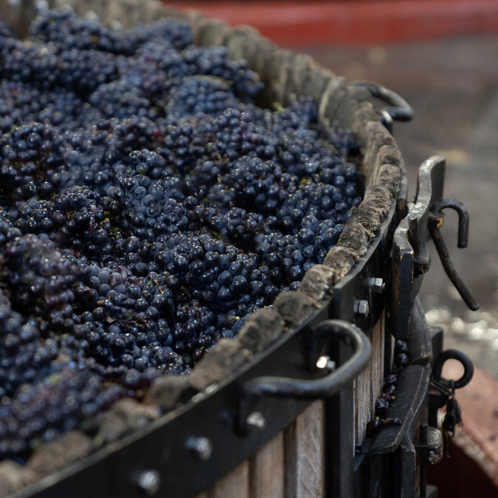 【ギフトカード】1827年創業シャンパーニュ メゾン マム グラン コルドン 箱入 750ml 2本