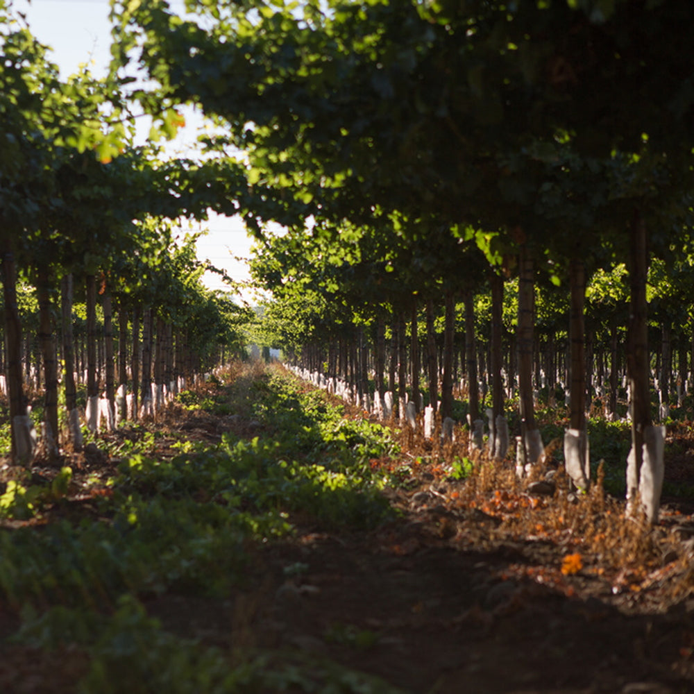 【ギフトカード】アロモ メルロー チリ(赤ワイン)