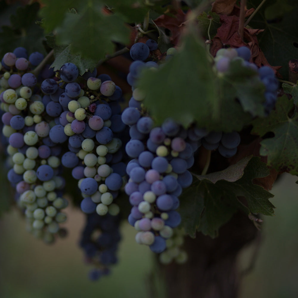 【ギフトカード】アロモ カルメネール チリ(赤ワイン)