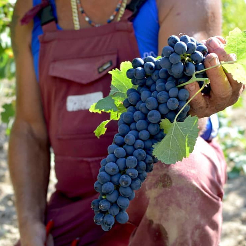 【ギフトカード】ファッブリカ ピエンツァ IGT トスカーナ ロッソ ニュートン イタリア(赤ワイン)