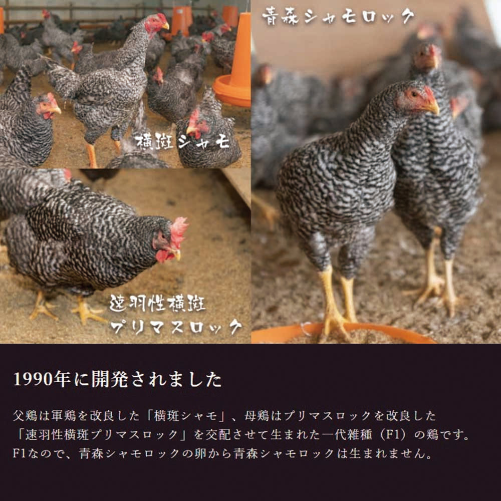青森シャモロック　手羽元【1kg】